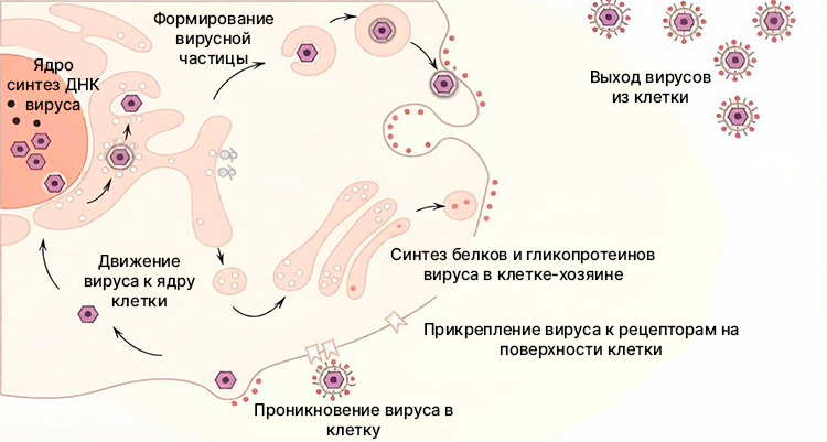 Учебник по биологии 10 класс. Авторы: Пасечник, Каменский. Страница 101, год 2026.