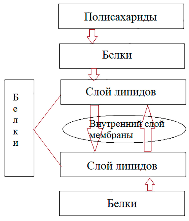Учебник по биологии 10 класс. Авторы: Пасечник, Каменский. Страница 123, год 2026.