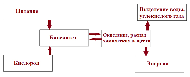 Учебник по биологии 10 класс. Авторы: Пасечник, Каменский. Страница 152, год 2026.