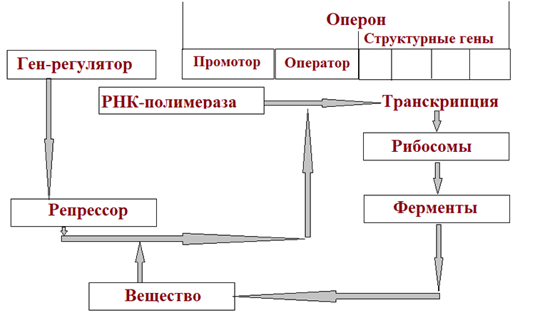Учебник по биологии 10 класс. Авторы: Пасечник, Каменский. Страница 181, год 2026.