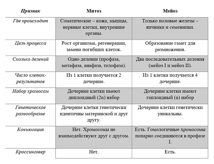 Учебник по биологии 10 класс. Авторы: Пасечник, Каменский. Страница 196, год 2026.