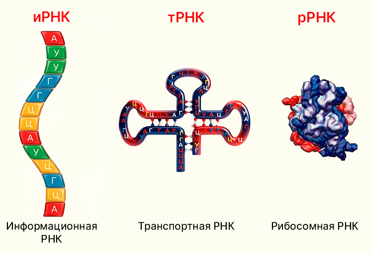Учебник по биологии 10 класс. Авторы: Пасечник, Каменский. Страница 88, год 2026.