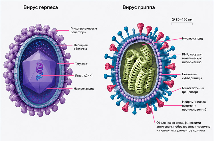 Учебник по биологии 10 класс. Авторы: Пасечник, Каменский. Страница 98, год 2026.