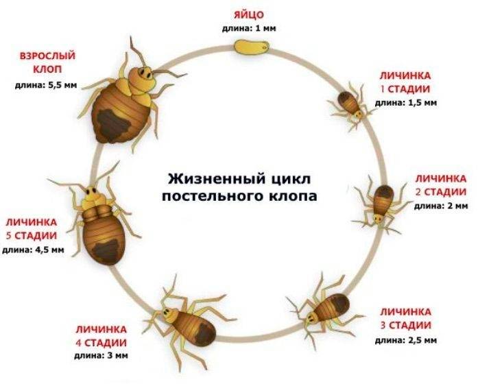  Биология 8 класс учебник Пасечник страница 120. 2023 год