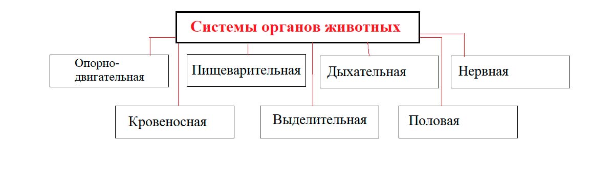  Биология 8 класс учебник Пасечник страница 128. 2023 год
