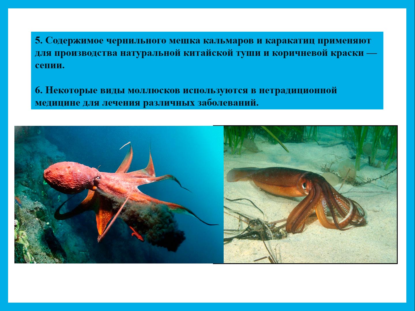  Биология 8 класс учебник Пасечник страница 131. 2023 год
