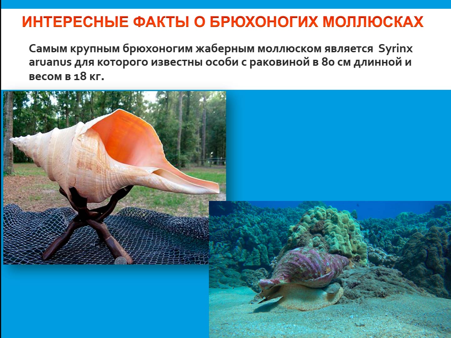  Биология 8 класс учебник Пасечник страница 135. 2023 год