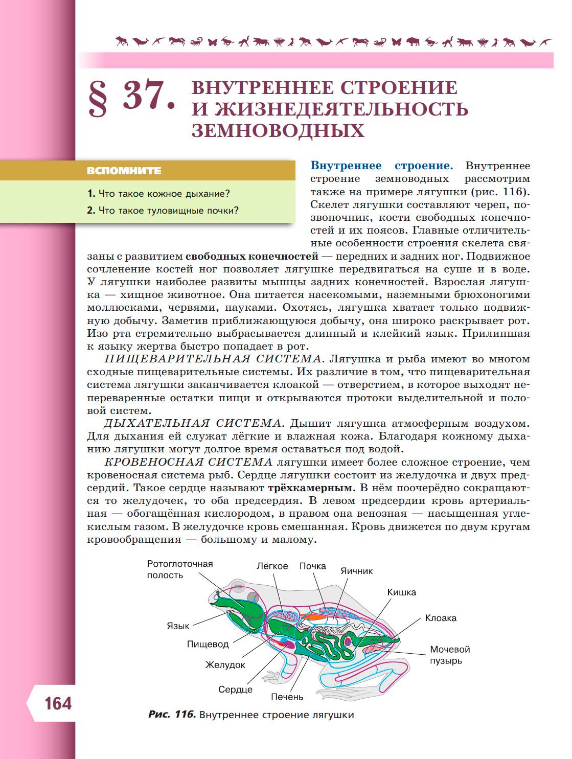  Биология 8 класс учебник Пасечник страница 164. 2023 год