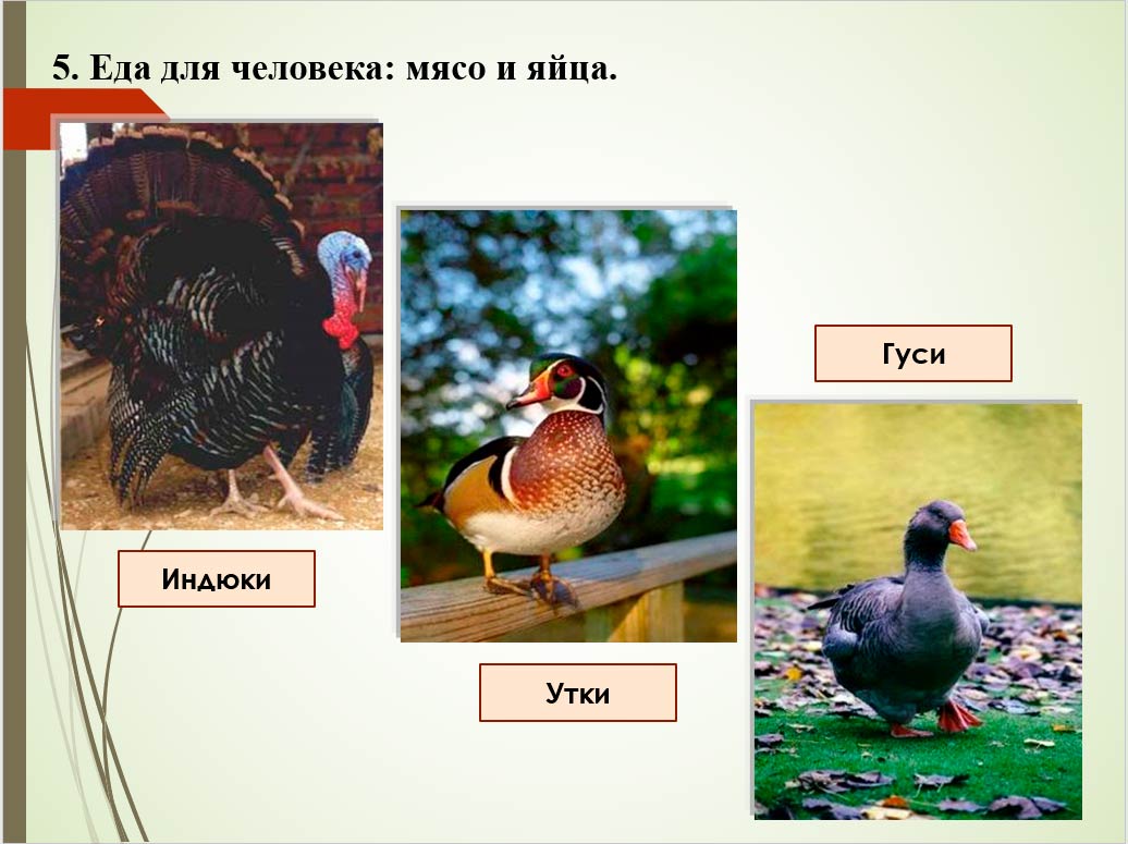  Биология 8 класс учебник Пасечник страница 193. 2023 год