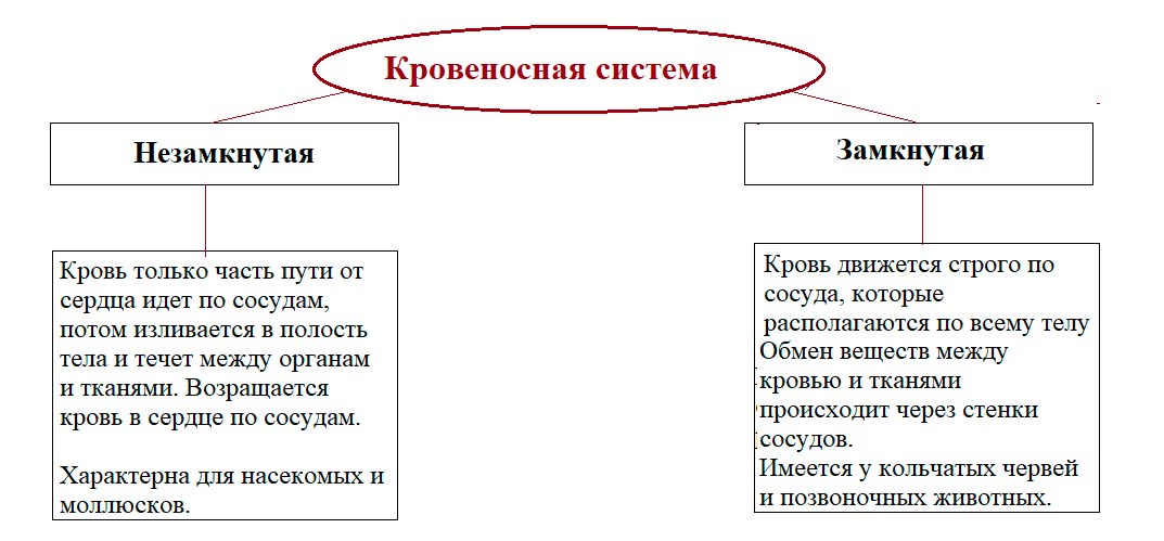  Биология 8 класс учебник Пасечник страница 35. 2023 год