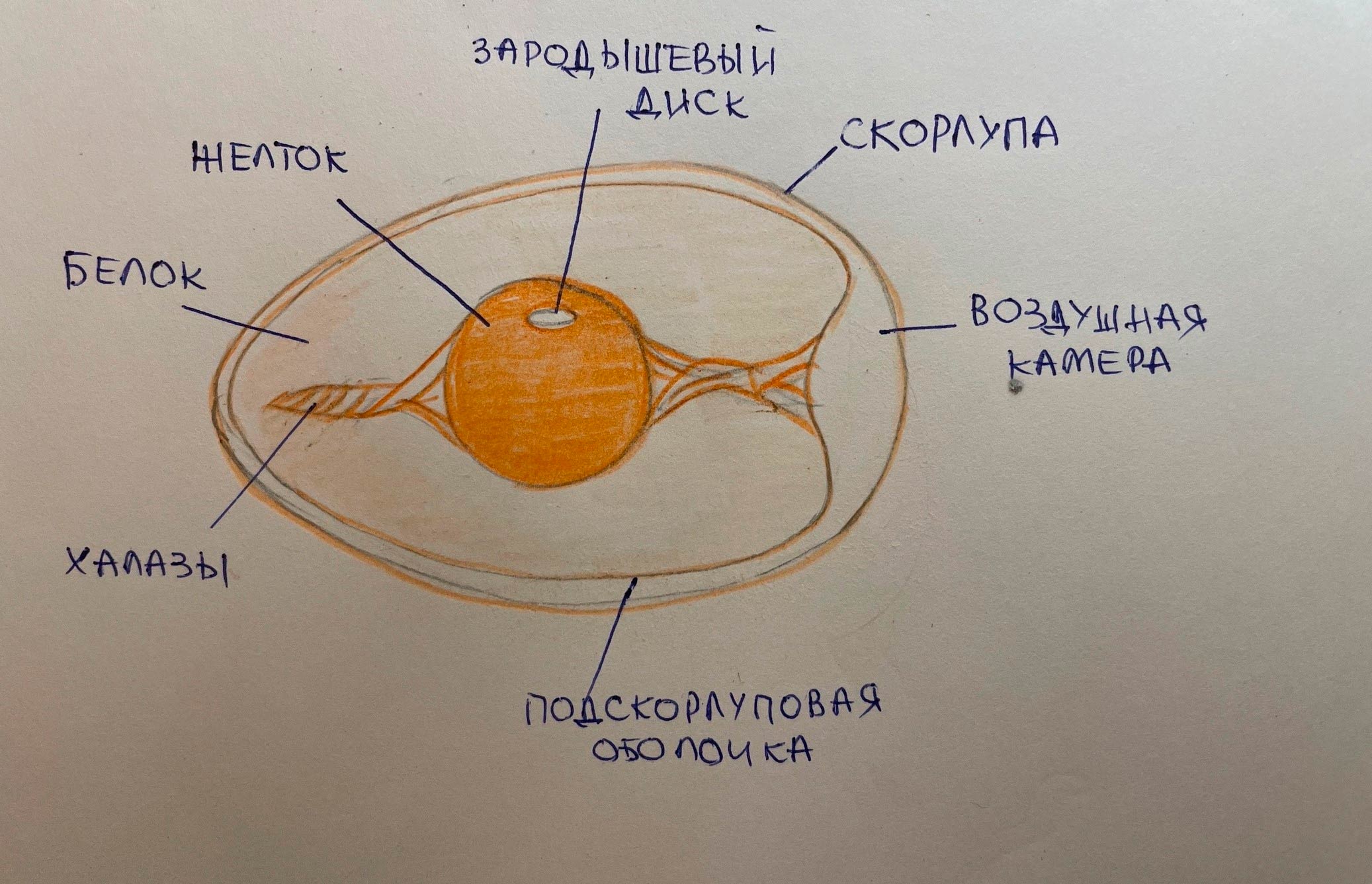  Биология 8 класс учебник Пасечник страница 54. 2023 год