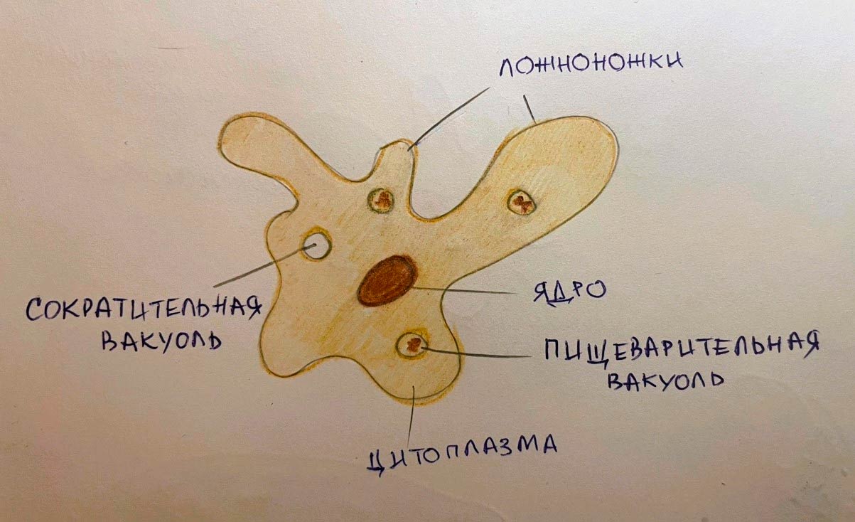  Биология 8 класс учебник Пасечник страница 65. 2023 год
