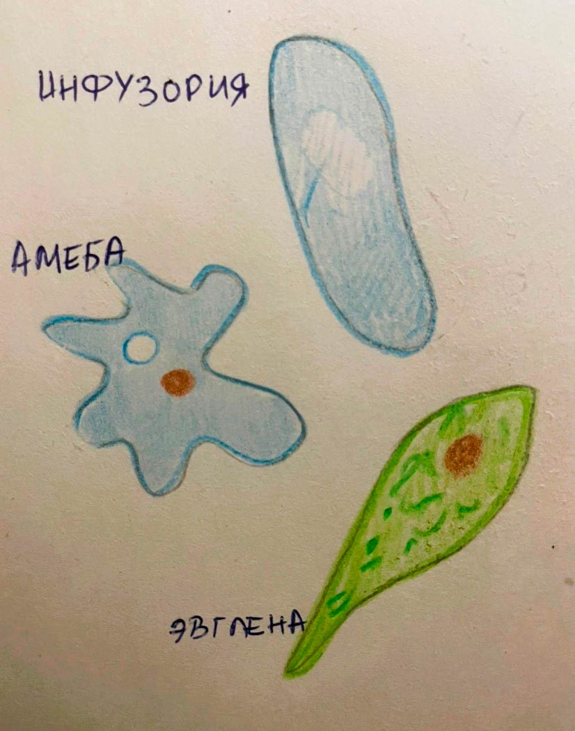  Биология 8 класс учебник Пасечник страница 69. 2023 год