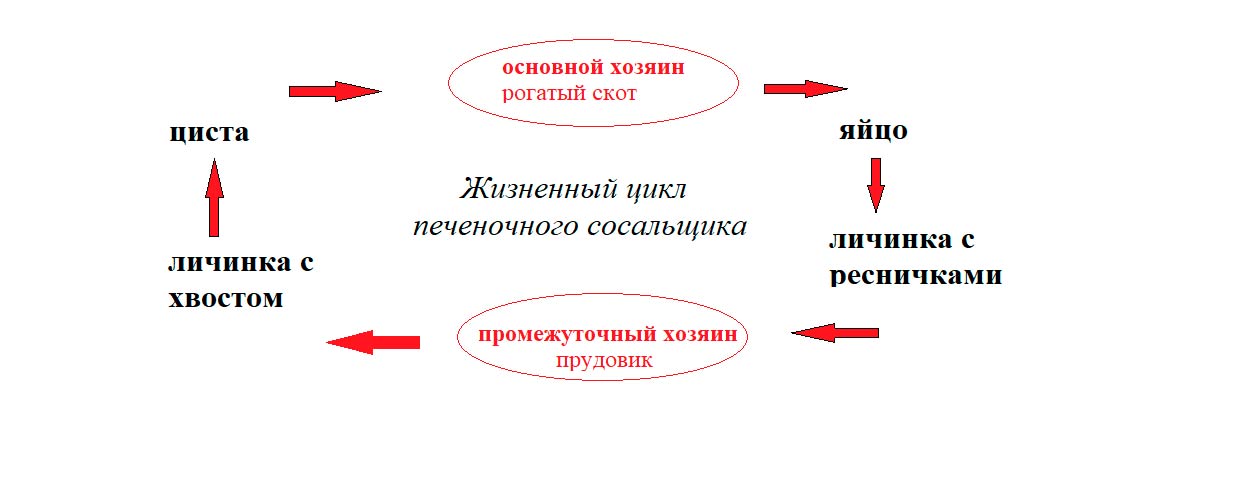  Биология 8 класс учебник Пасечник страница 89. 2023 год