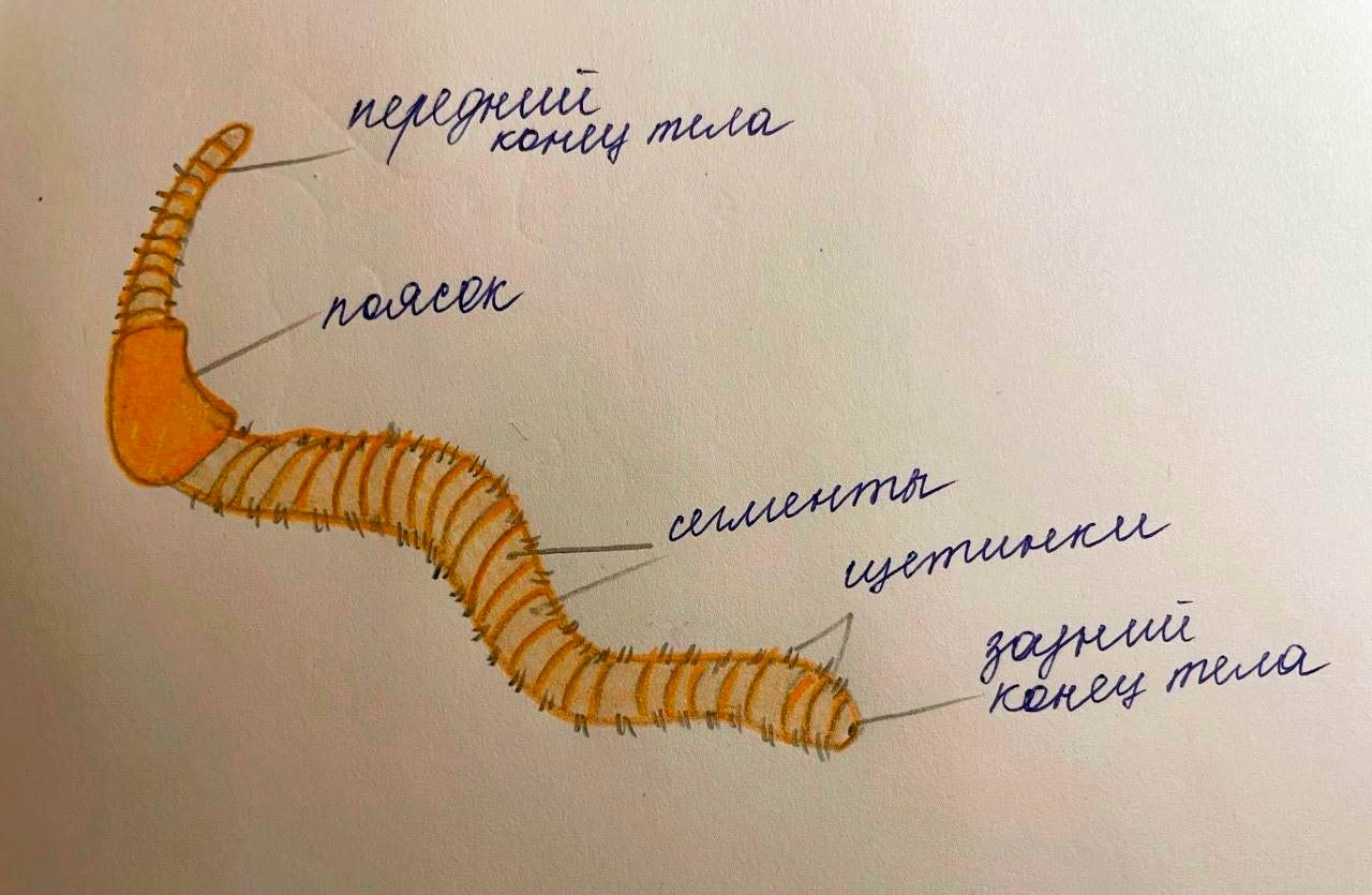  Биология 8 класс учебник Пасечник страница 98. 2023 год