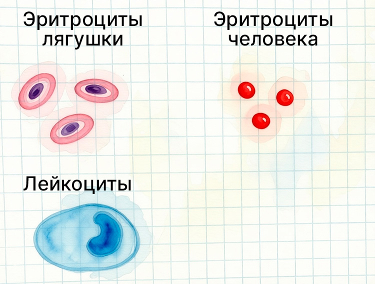 Биология учебник 9 класс. 2023 год. Авторы: Пасечник В. В., Суматохин С. В., страница 101.