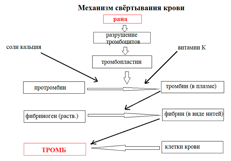 Биология учебник 9 класс. 2023 год. Авторы: Пасечник В. В., Суматохин С. В., страница 104.