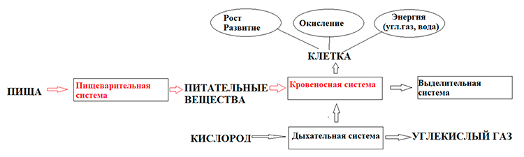 Биология учебник 9 класс. 2023 год. Авторы: Пасечник В. В., Суматохин С. В., страница 154.