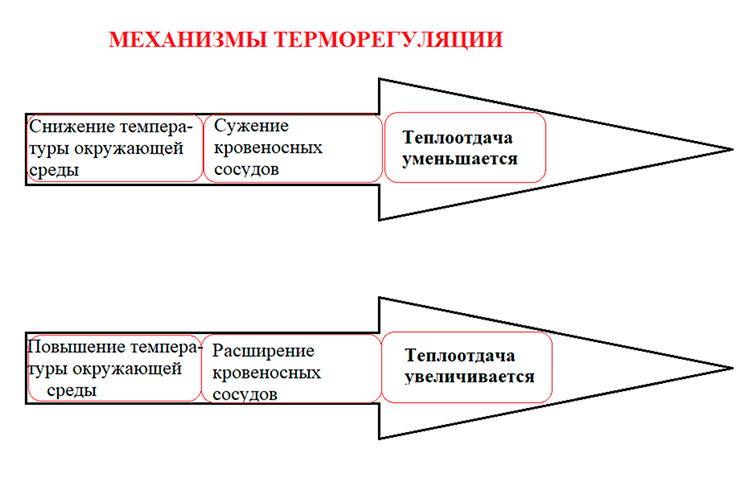 Биология учебник 9 класс. 2023 год. Авторы: Пасечник В. В., Суматохин С. В., страница 178.
