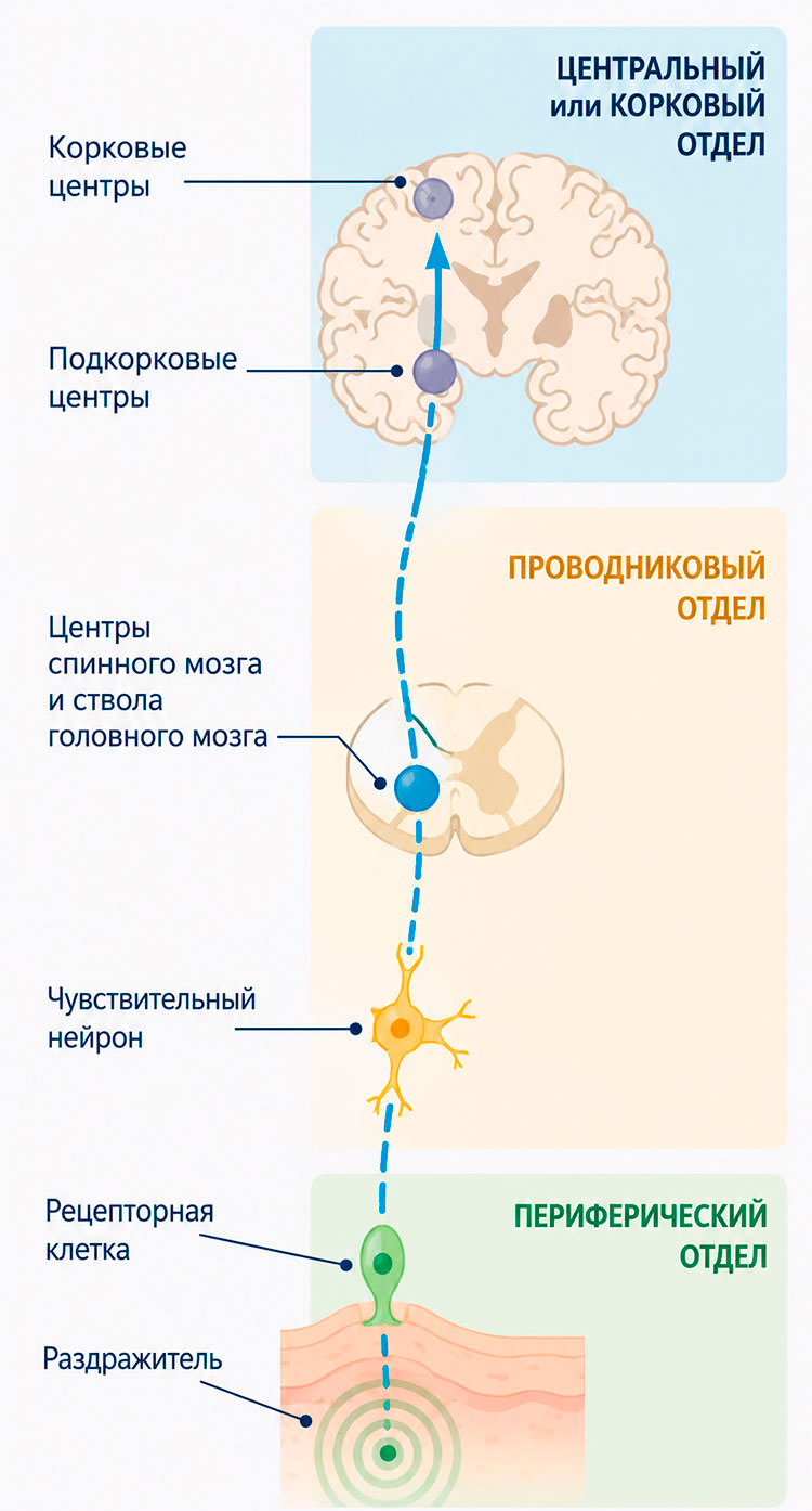 Биология учебник 9 класс. 2023 год. Авторы: Пасечник В. В., Суматохин С. В., страница 214.