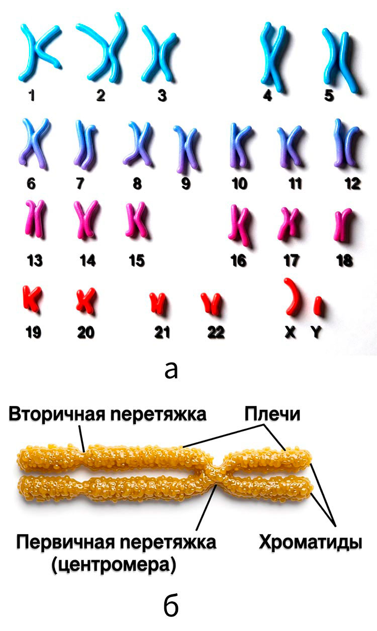 Биология учебник 9 класс. 2023 год. Авторы: Пасечник В. В., Суматохин С. В., страница 30.