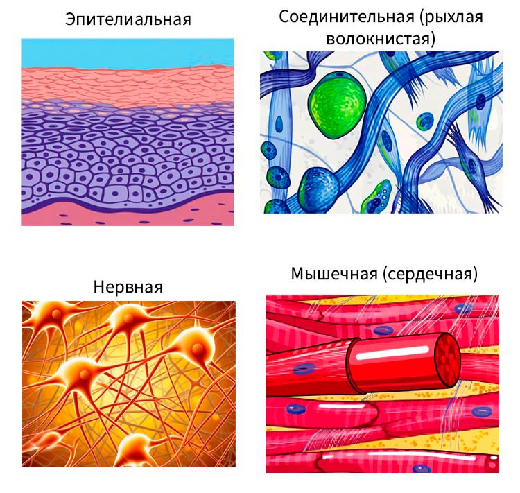 Биология учебник 9 класс. 2023 год. Авторы: Пасечник В. В., Суматохин С. В., страница 38.