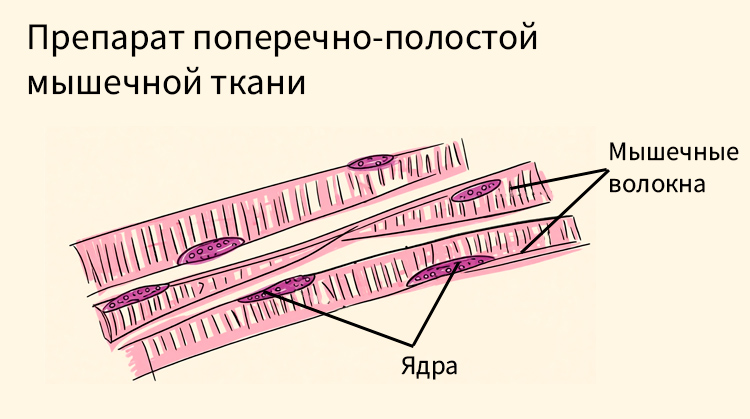 Биология учебник 9 класс. 2023 год. Авторы: Пасечник В. В., Суматохин С. В., страница 42.