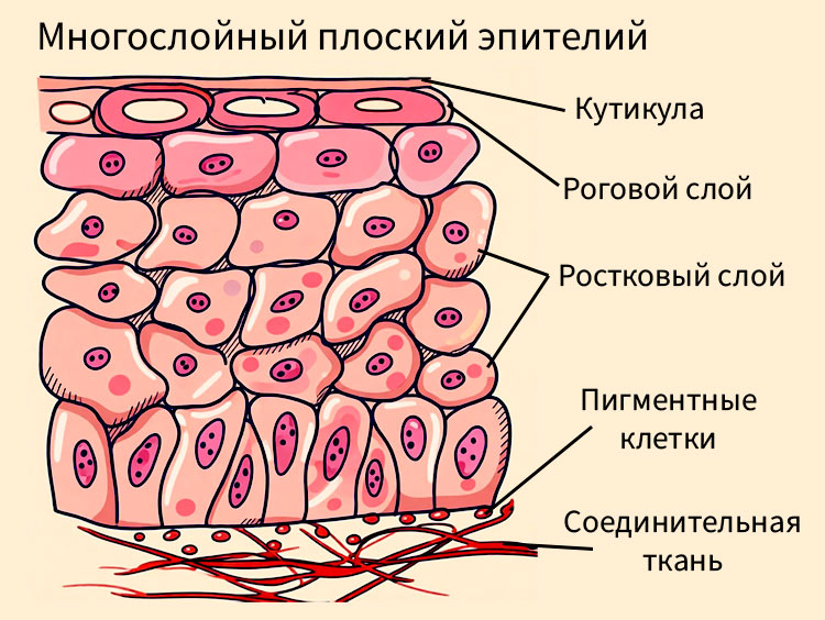 Биология учебник 9 класс. 2023 год. Авторы: Пасечник В. В., Суматохин С. В., страница 42.