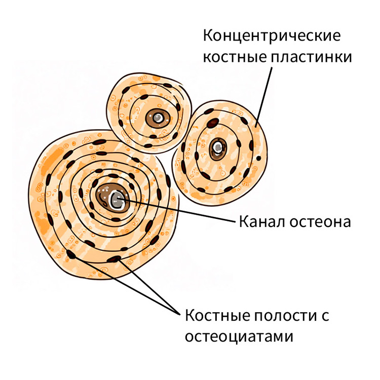Биология учебник 9 класс. 2023 год. Авторы: Пасечник В. В., Суматохин С. В., страница 77.