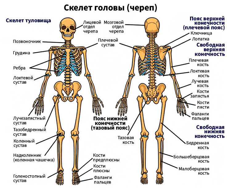 Биология учебник 9 класс. 2023 год. Авторы: Пасечник В. В., Суматохин С. В., страница 78.