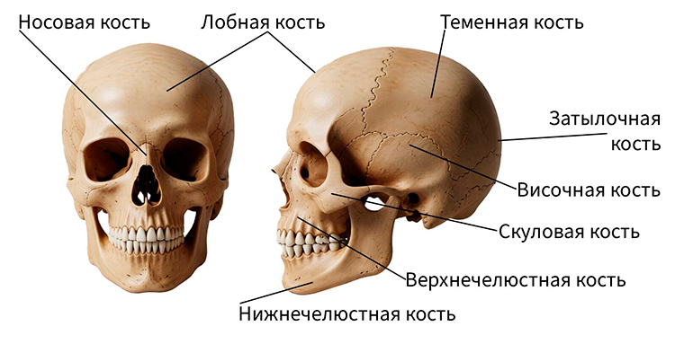 Биология учебник 9 класс. 2023 год. Авторы: Пасечник В. В., Суматохин С. В., страница 79.