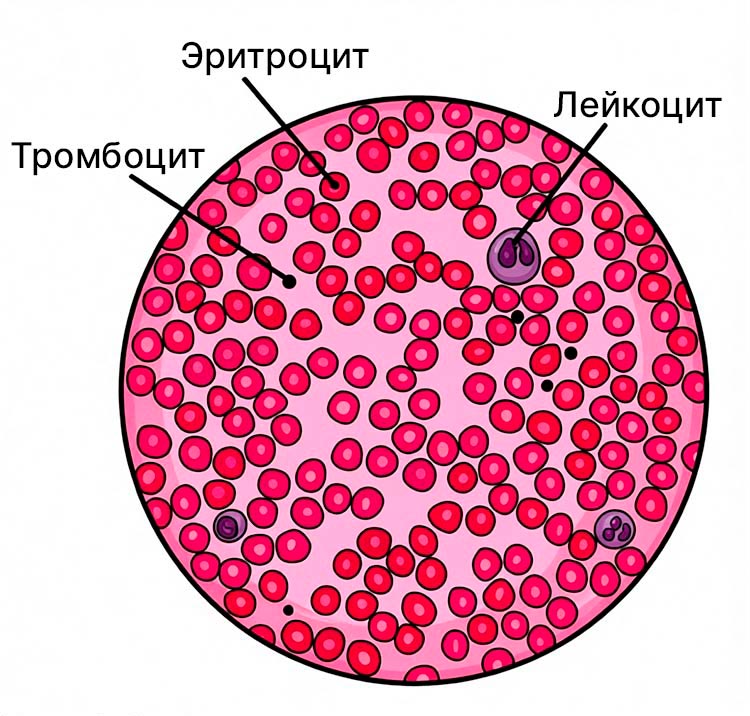 Биология учебник 9 класс. 2023 год. Авторы: Пасечник В. В., Суматохин С. В., страница 98.