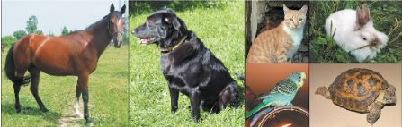  Учебник Вербицкая 2 часть. Английский язык 3 класс.