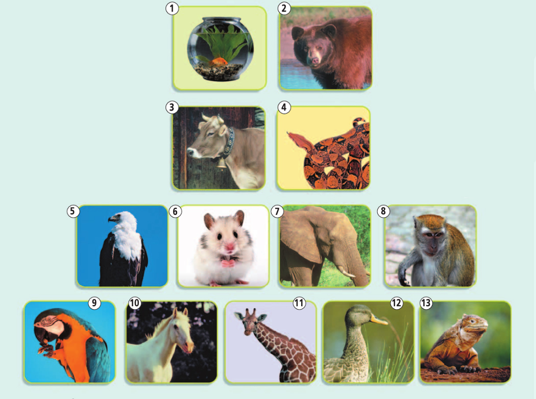 Английский язык 5 класс учебник Баранова, Дули страница 133, номер 6. Год 2023.