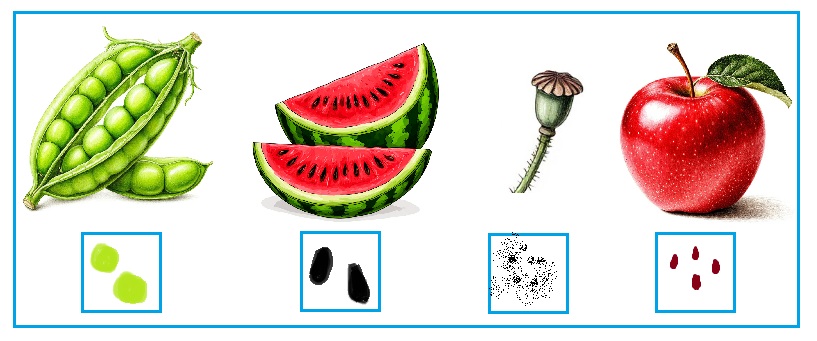 окружающий мир 1 класс рабочая тетрадь 1 часть Плешаков страница 13. Номер 3