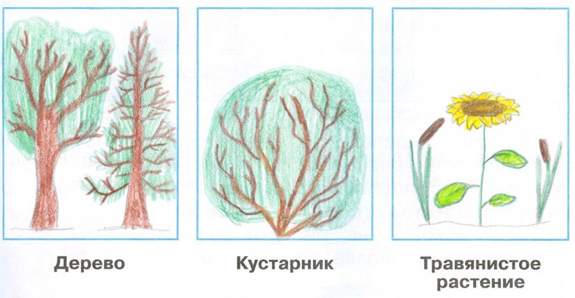 Картинка из рабочей тетради по Окружающему миру, страница 30 номер 1. Плешаков. 2 класс, 1 часть 2 класс рабочая тетрадь. Окружающий мир. Плешаков. Страница 30, номер 1. 1 часть, 2024 год