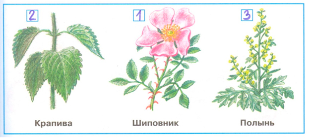 Рабочая тетрадь Плешаков 1 часть. Окружающий мир 3 класс, страница 46, 2024 год, номер 5. ГДЗ по окружающему миру 3 класс рабочая тетрадь Плешаков, страница 46, номер 5