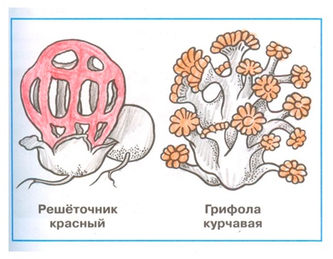 Рабочая тетрадь Плешаков 1 часть. Окружающий мир 3 класс, страница 52, 2024 год, номер 2. ГДЗ по окружающему миру 3 класс рабочая тетрадь Плешаков, страница 52, номер 2