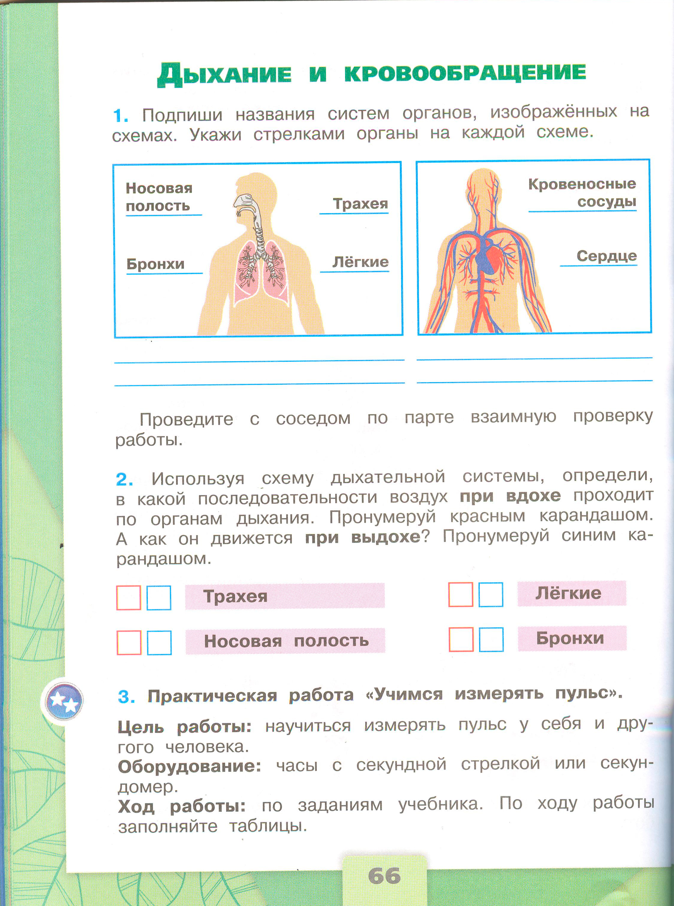 ГДЗ по окружающему миру 3 класс рабочая тетрадь Плешаков, страница 66