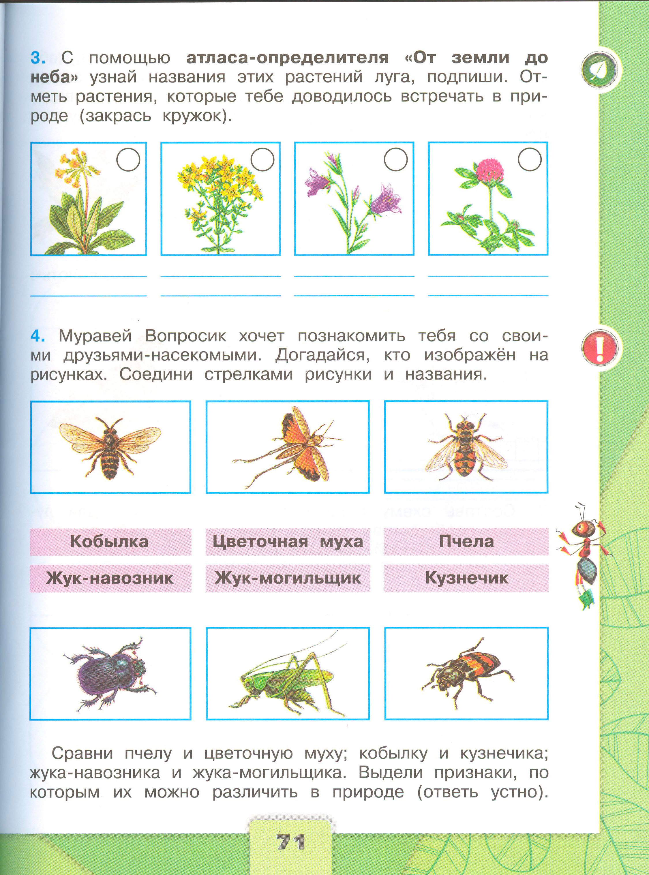 Рабочая тетрадь Плешаков 1 часть. Окружающий мир 4 класс. Страница 71.