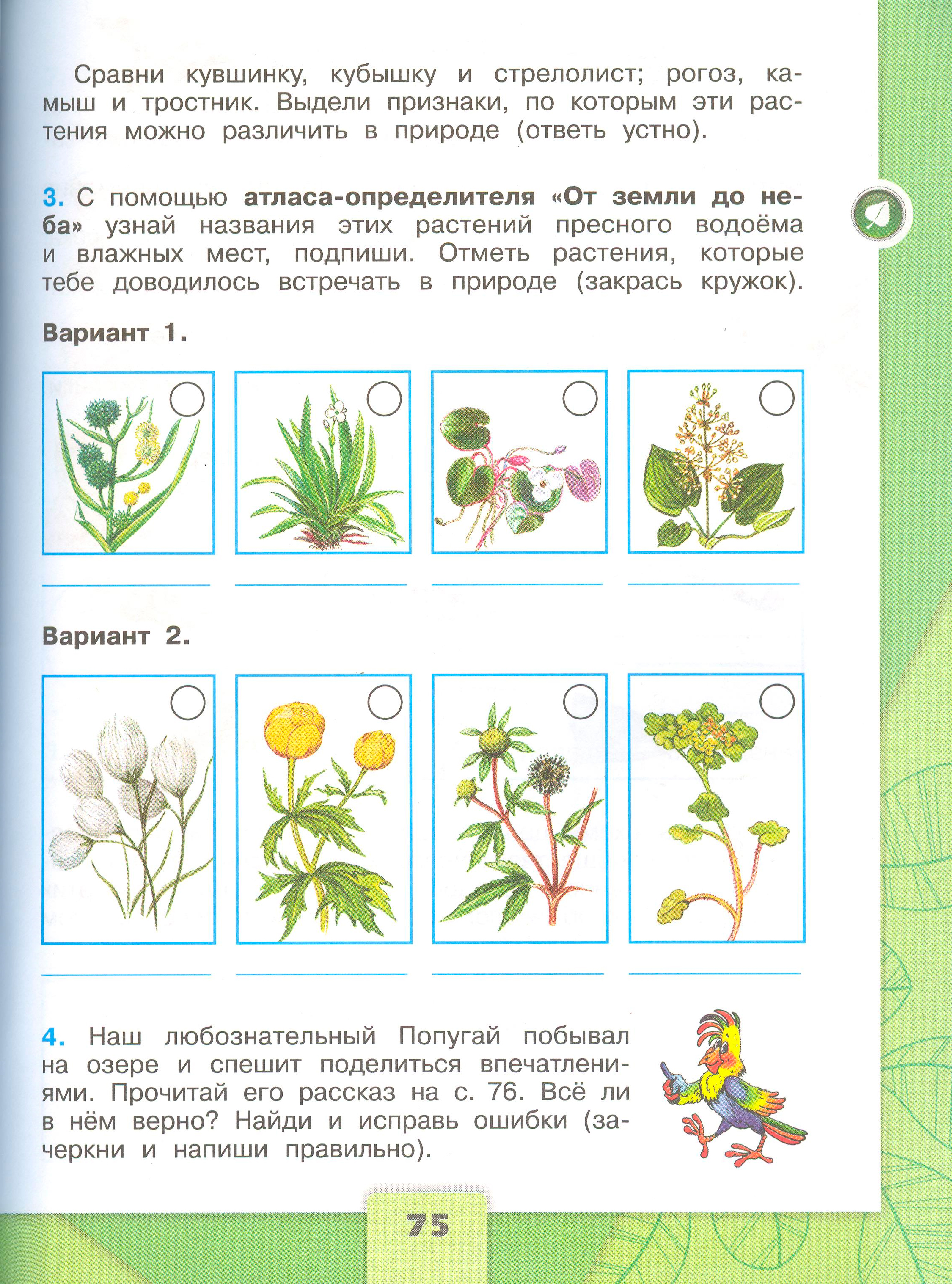 Рабочая тетрадь Плешаков 1 часть. Окружающий мир 4 класс. Страница 75.